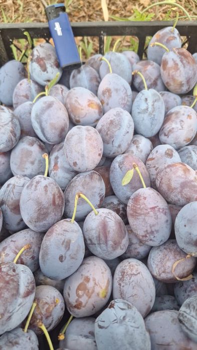 Продам сливу ,оптом  со своего сада,очень сладкая