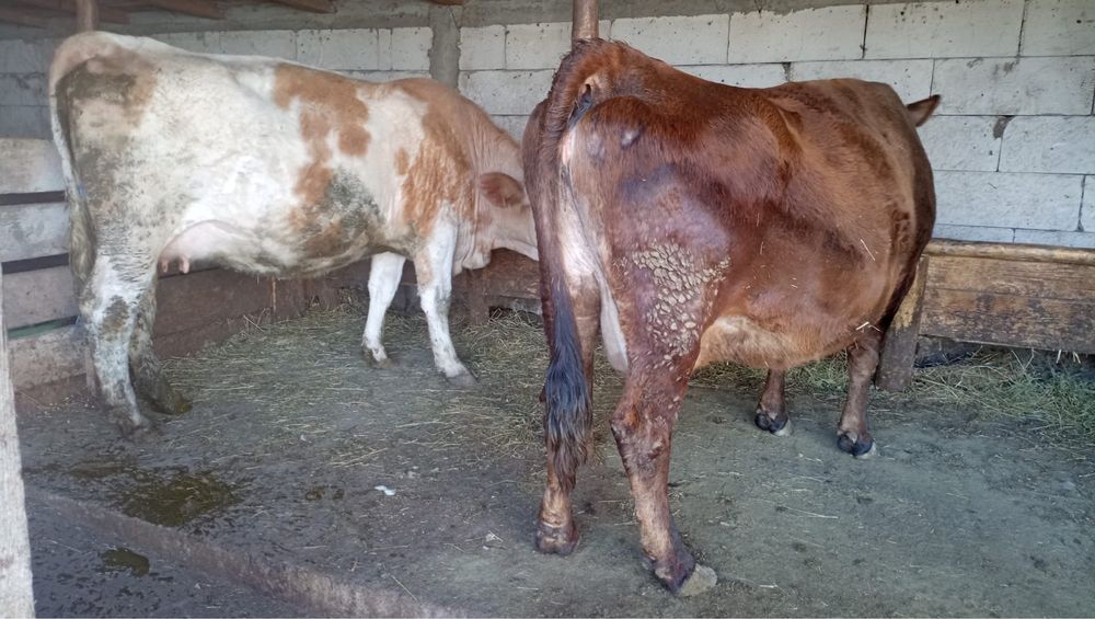 Vand una la alegere!