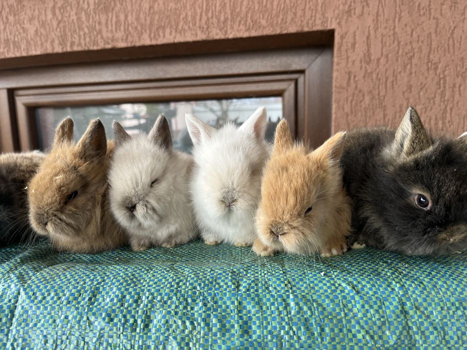 Iepurasi cap de leu pitic