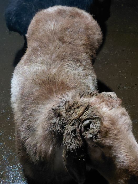 Кошкар бар пароды