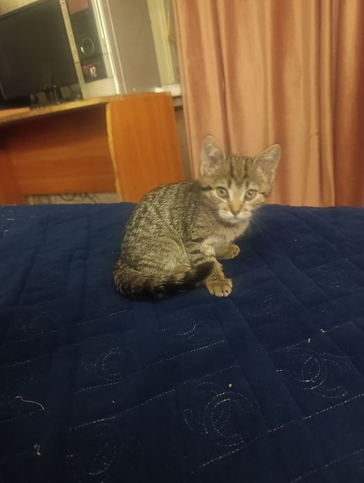 Продам котёнок домашний