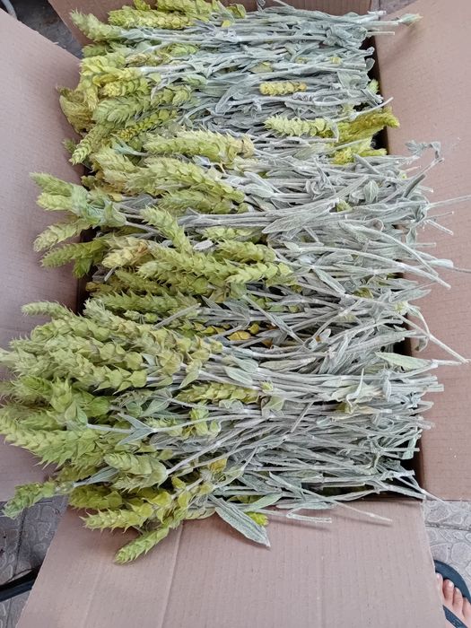 Био  мурсалски чай от  производител