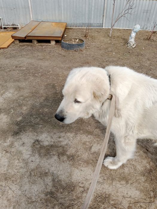 Алабай ургашы сучка