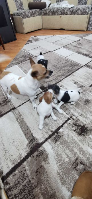 Джак ръсел маллък