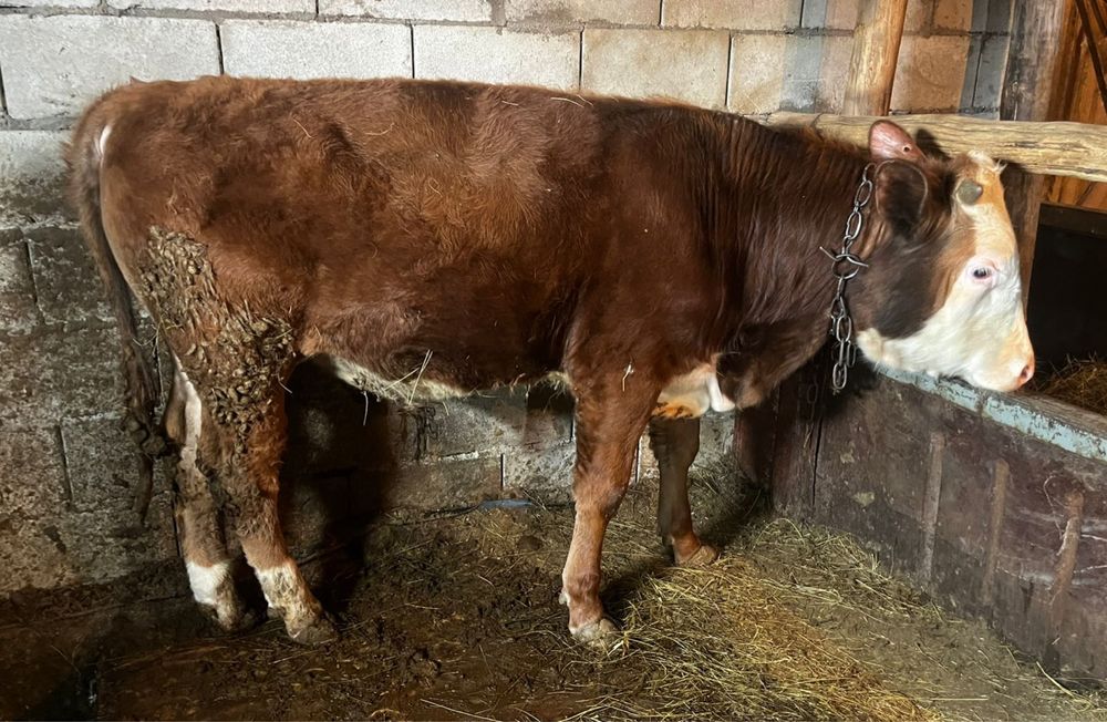 Бұқа сатылады 550мын