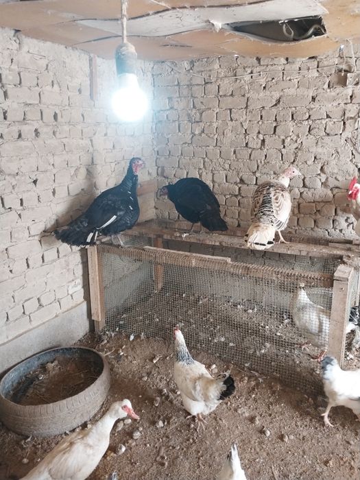 Идук прадам  цена 15000