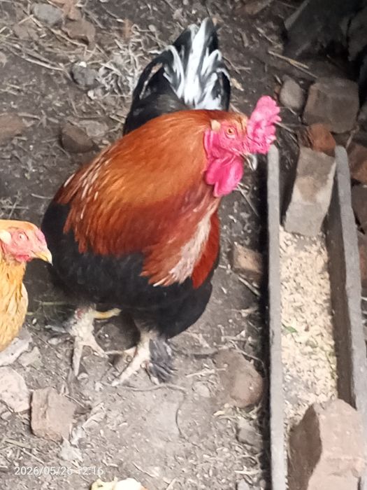 Продам петуха.самовывоз.