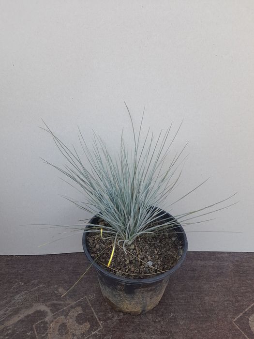 Фестука (синя трева)