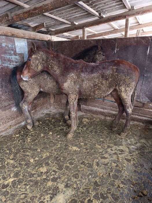 Байтал сатылады семиз!