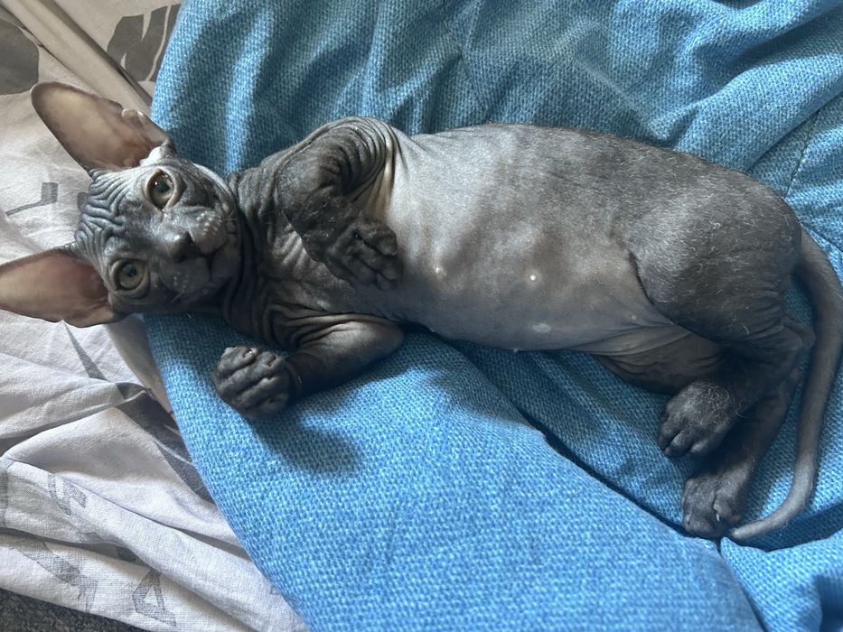 Котенок породы велюровый