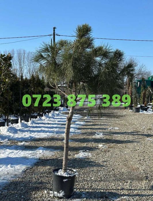 Arbori de Exterior de Elită – Transport Asigurat la Domiciliu