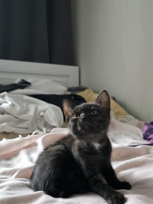 Отдам котят 3 месяца