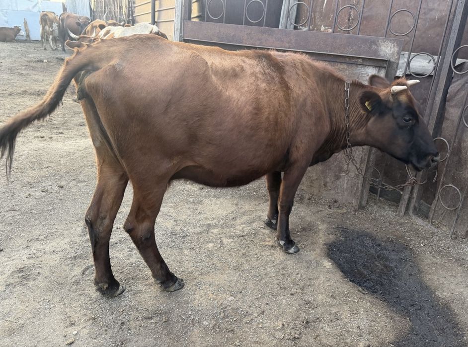 Продам 3 коров оптом