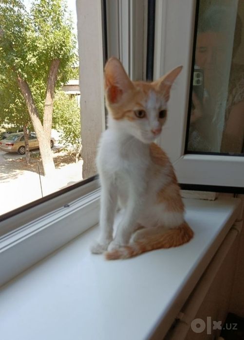 Котята в добрые руки.