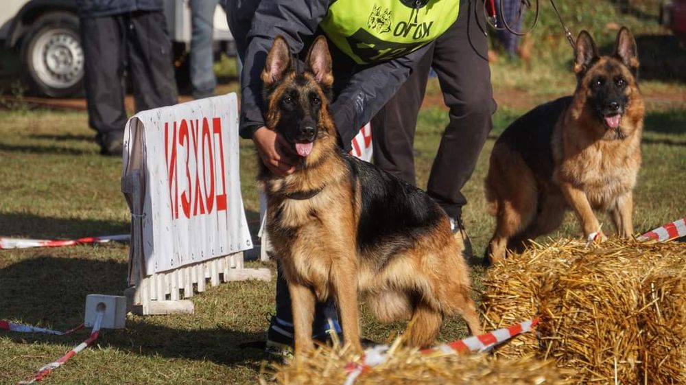 Немско овчарско куче