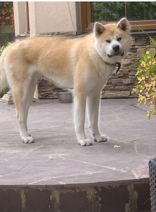 Акито инно кабель вязка