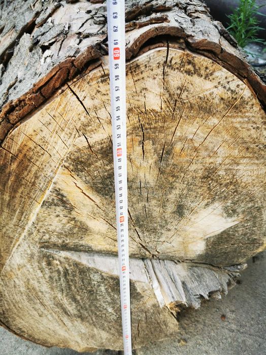 Слэб под распил - КАШТАН