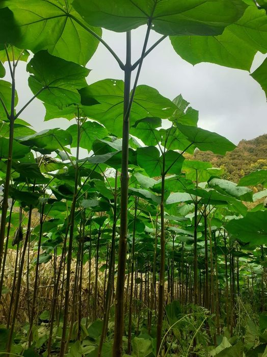 Paulownia radacini lemnoase