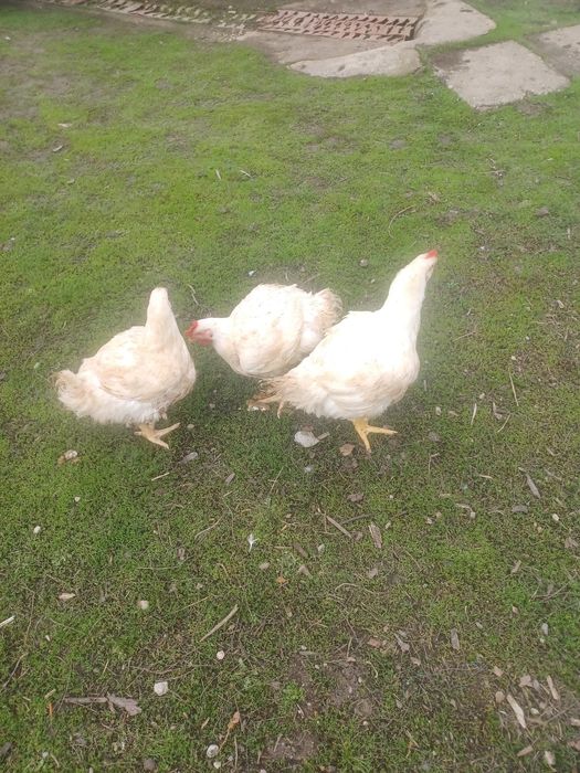 Vand pui de carne  sacrificati