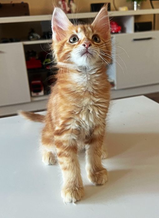 Мейн куун момиченце