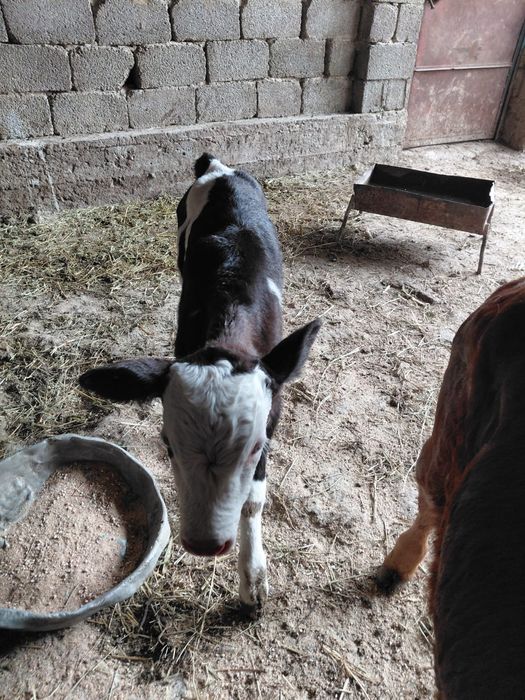 Бұзаулар бар сатылады