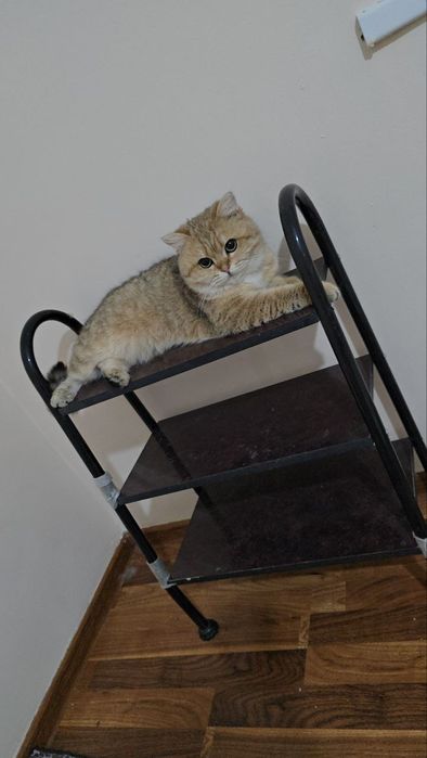 Золотые шиншилла мальчик