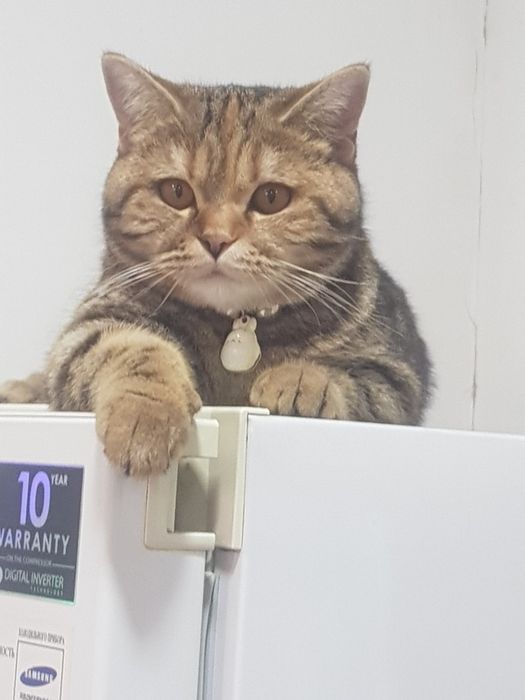 скотиш  страйт зотдор ,соглом , мушук сотилади ,