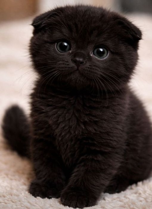 Мимишечка чорненкая милашечка