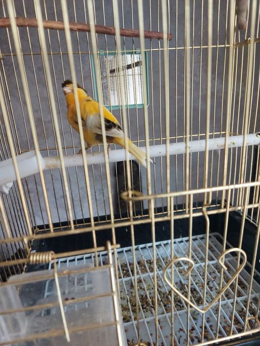 Канарейка вместе с клеткой
