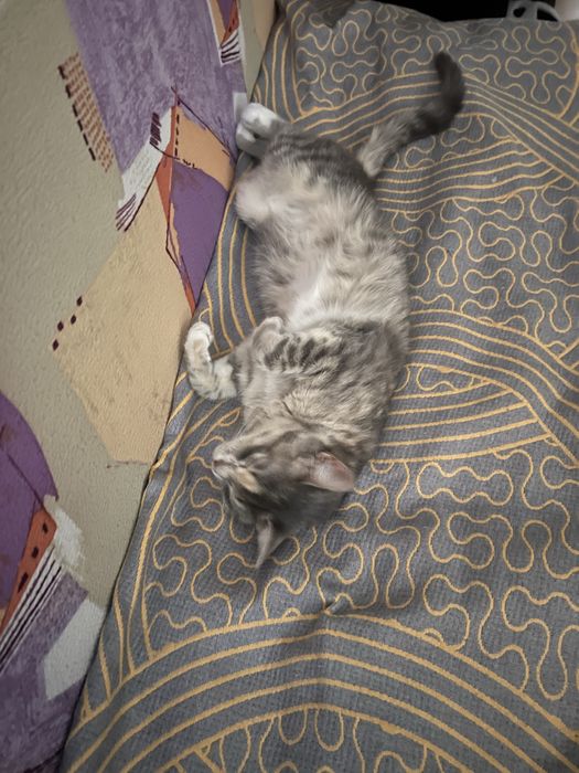 Отдам в хорошие руки