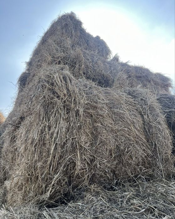 Продам сено хороши.