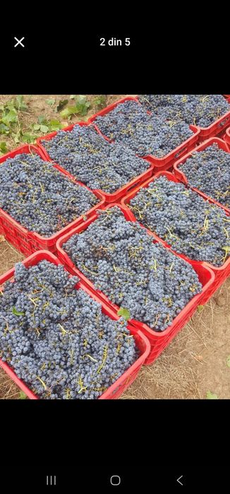 Struguri pentru vin si must