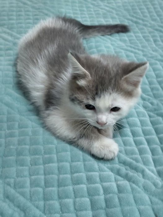 Отдам даром котят