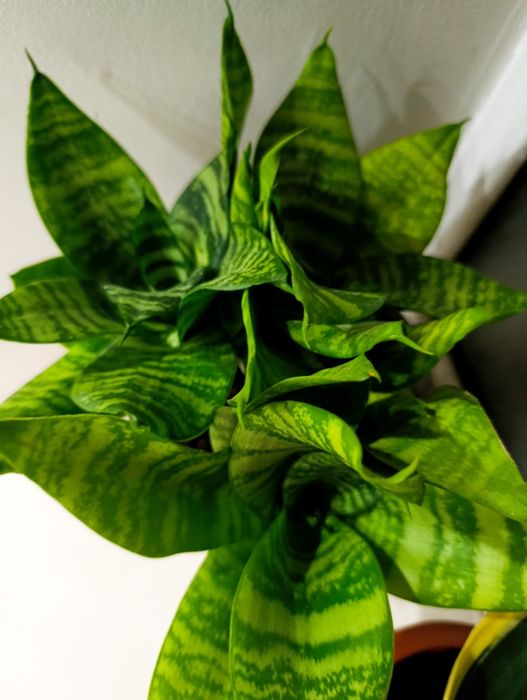 Цветы самые разные комнатные