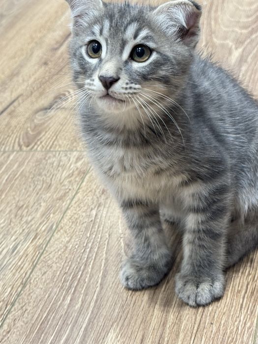 Вислоухий котенок