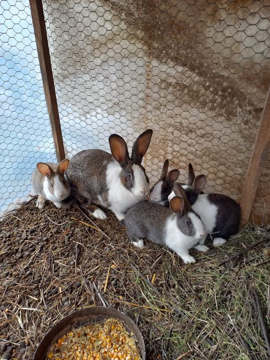 Vând iepurași Hycol de diferite vârste