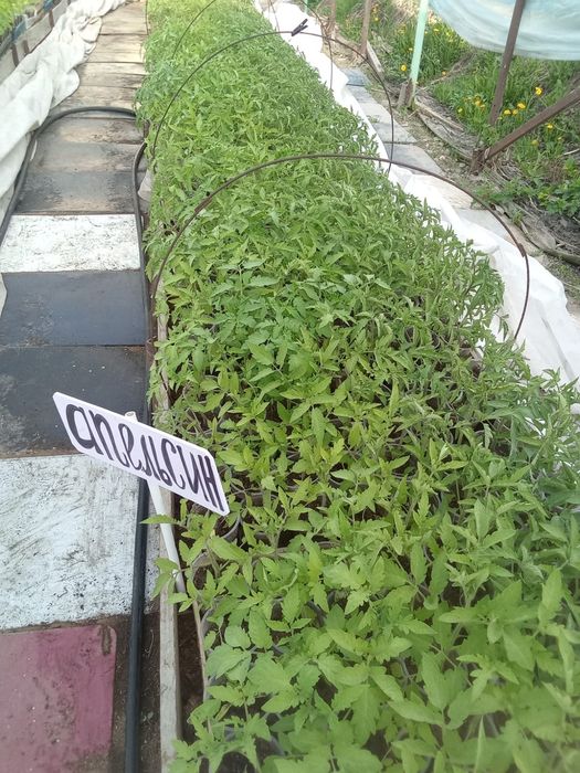 Рассада томата (помидор).