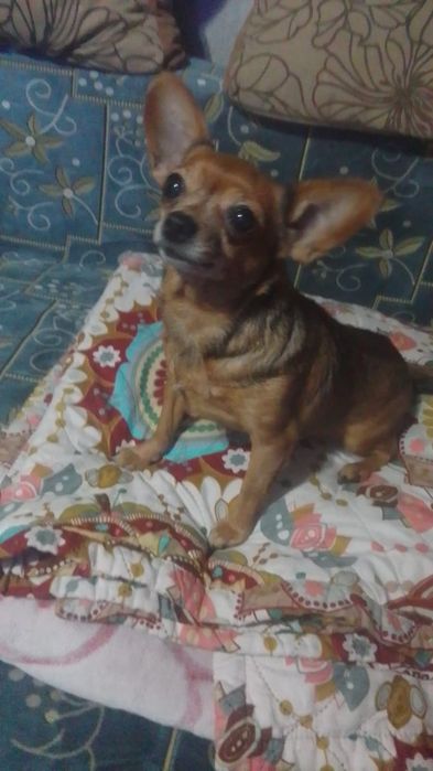 Чахувахува 5 лет