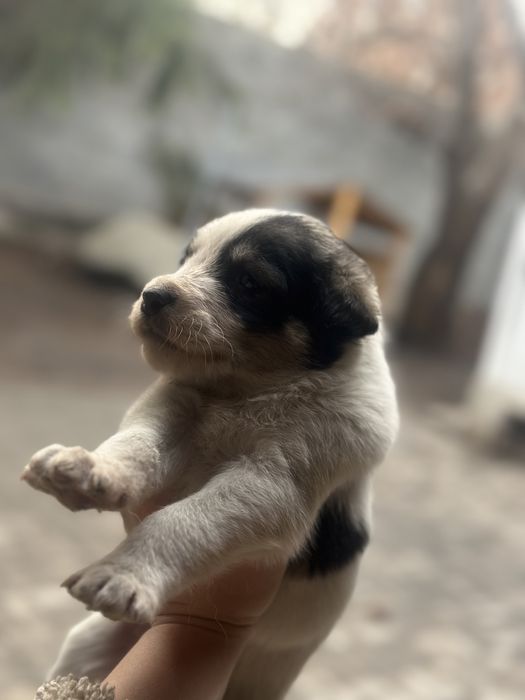 Отдам щенков в добрые руки