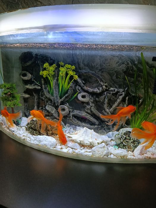 Продается аквариум со всем содержимым