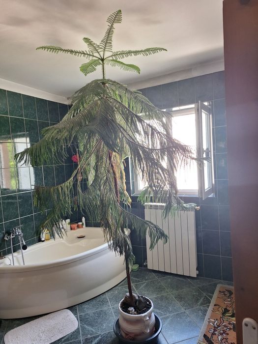 Vând conifer ornamental in ghiveci  Înălțime 2,30 metri