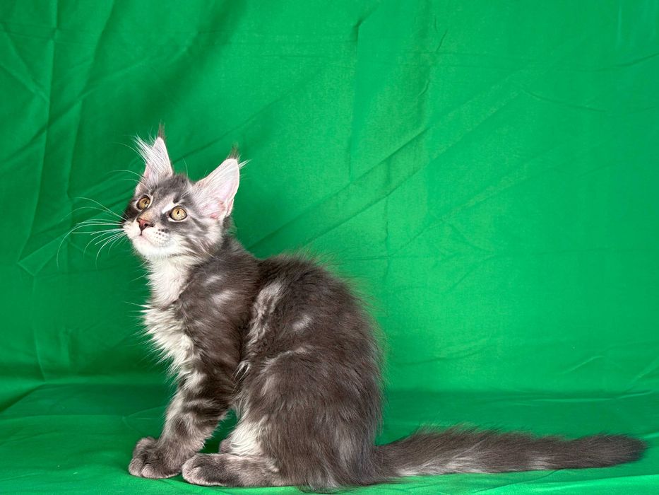 Продаются чистопородные котята мейнкун.