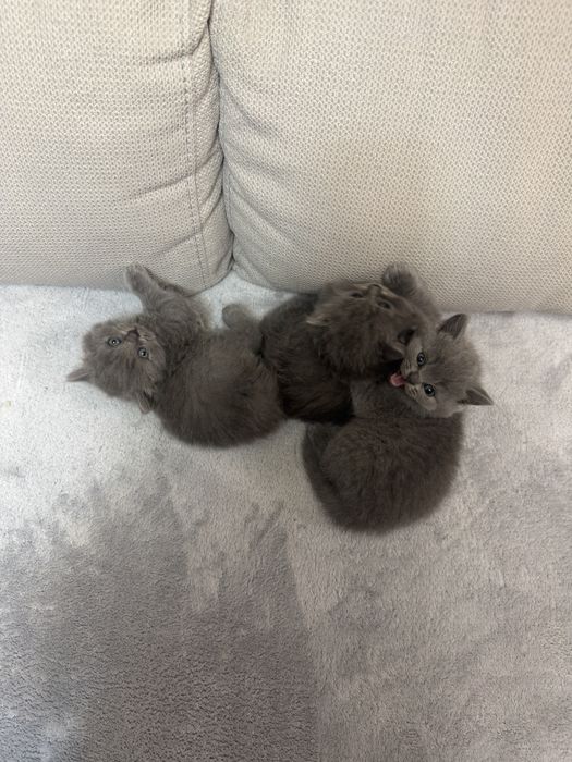 британски котета