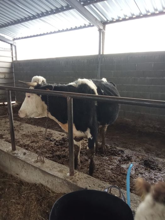 Vând o vaca la a doua fătare gestantă în 8 luni