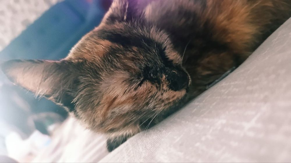 Отдаю кошку и котят в хорошие руки!