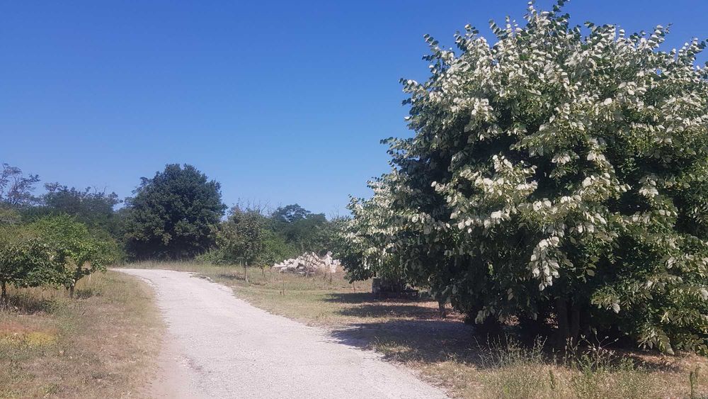 Продава се Парцел в Варна, м-т Боровец - юг - 1000 кв.м за 23 €/кв.м - Снимка #2