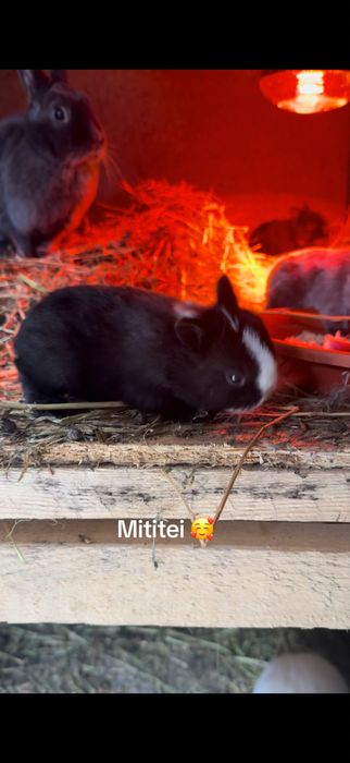 Olandez pitic puiuti