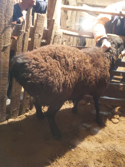 Қошқар сатылады семіз