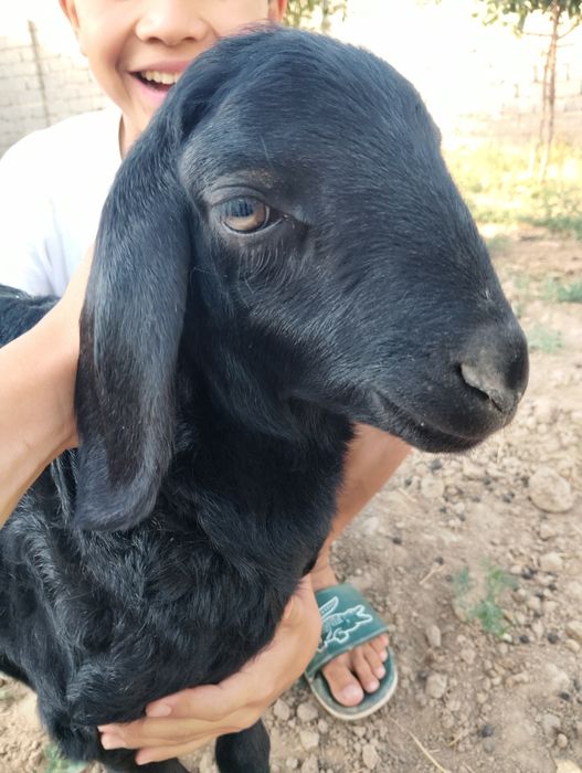 Қозы қой сатылады