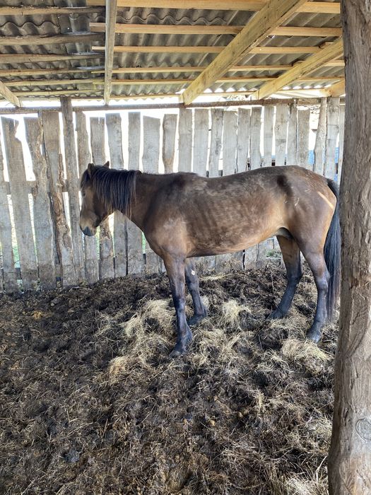 Лошади на откорм
